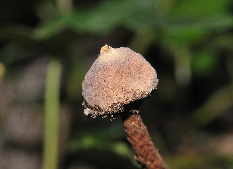 I quiz continuano....!!! - Tulostoma squamosus